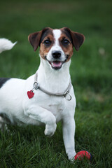 Jack Russell Terrier Puppy standing and looking up