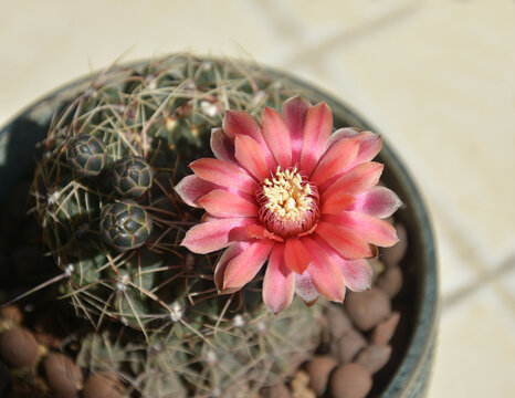 10+ Pink Cactus Flower