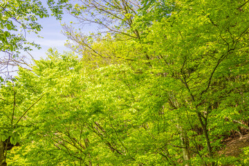 新緑の森