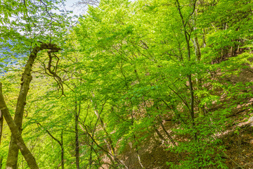 Fototapeta premium 新緑の森