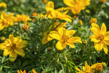 Bright yellow Bidens flowers with its daisy-like blooms on a sunny day. Springtime in the garden