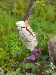 mushroom in the woods