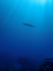 Great barracuda in blue waters of Reunion island