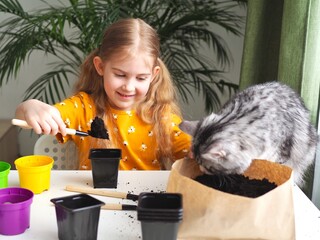Little toddler girl planting seeds in the pots with cat. Love of pets. Funny and curious pets. Home gardening, transplanting plants, seedlings