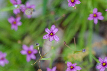 ニワゼキショウ