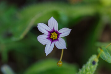ニワゼキショウ（庭石菖）
