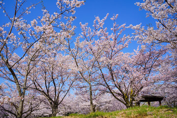 桜　綾歌森林公園(香川県丸亀市)