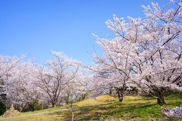 Fototapeta premium 桜 綾歌森林公園(香川県丸亀市)