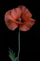 One red poppy on a black background