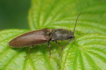 Closeup on a brown hairy clicking beetle, Athous haemorrhoidalis, sitting on a green leaf