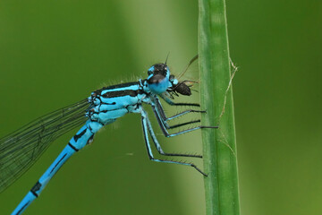 Closeup on an blue azure damselfly, Coenagrion puella, eating a small beetle