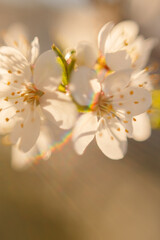 Fototapeta na wymiar Spring flowers. The origin of life