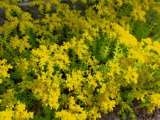 Fototapeta premium field of flowers