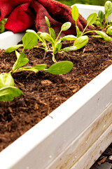 Young spinach plants in a container in a garden with gloves. Grow your own concept