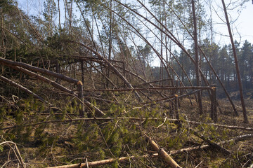 młody las sosnowy po przejściu wichury - straty w drzewostanie