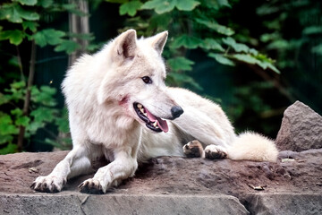 Obraz premium Ein Polarwolf , Weißwolf oder arktischer Wolf ( Canis lupus arctos ).