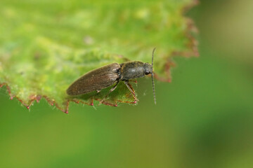 Closeup on a brown hairy clicking beetle, Athous haemorrhoidalis, sitting on a green leaf in the forrest