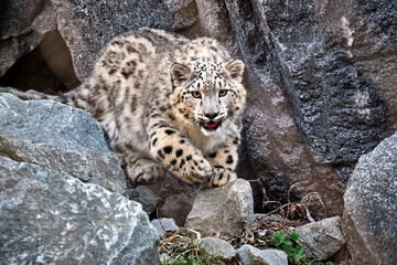 Schneeleopard ( Panthera uncia ).