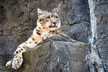 Schneeleopard ( Panthera uncia ).