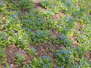 forget-me-not in the spring