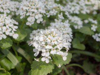 small white flowers