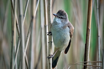 Drosselrohrsänger ( Acrocephalus arundinaceus ).