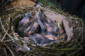 Singdrossel ( Turdus philomelos ) - Küken.