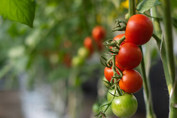 Fresh red tomatoes fruits on tomato plant.