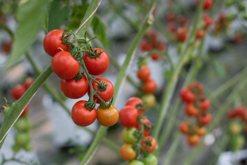 Fresh red tomatoes fruits on tomato plant.