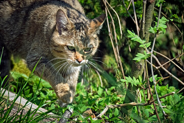 Europäische Wildkatze oder Waldkatze ( Felis silvestris ).