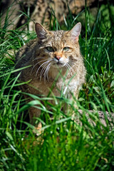 Europäische Wildkatze oder Waldkatze ( Felis silvestris ).