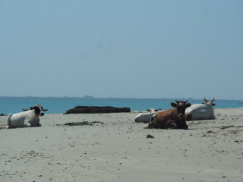 plage des bijagos guin&eacute;e bissau et vache