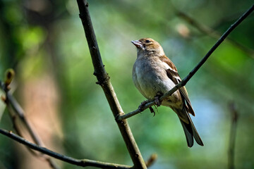 Buchfink ( Fringilla coelebs ).