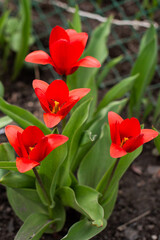 Kaufman's red tulip with green leaves bloomed in spring