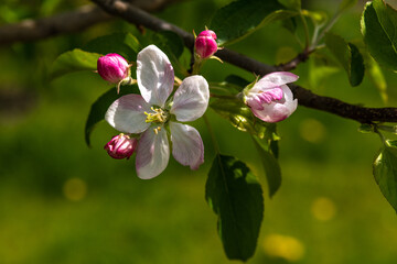 Blooming apple and pear trees. Soft focus. Spring colors and scents of nature.