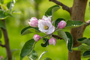 Blooming apple and pear trees. Soft focus. Spring colors and scents of nature.