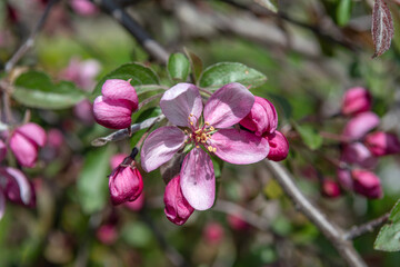 Naklejka na ściany i meble Blooming apple and pear trees. Soft focus. Spring colors and scents of nature.
