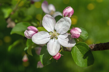 Blooming apple and pear trees. Soft focus. Spring colors and scents of nature.