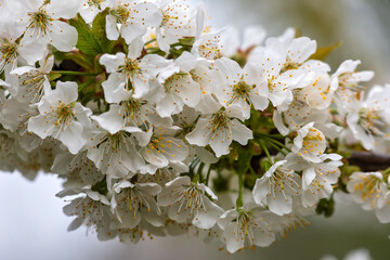 Blooming cherry and cherry trees. Soft focus. Spring colors aromas of nature.