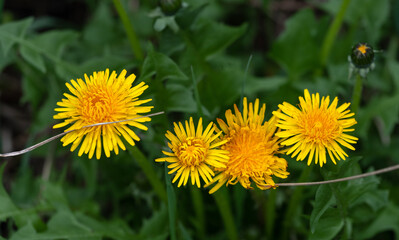 Spring flowers dandelions. Bright and fluffy flowers.