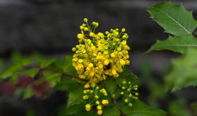 A beautiful flowering mahonia bush. The inflorescence of yellow flowers stands out against the background of green leaves.