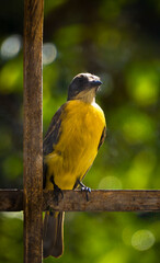 yellow bird on a branch