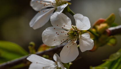 Blooming apple and pear trees. Soft focus. Spring colors and scents of nature.