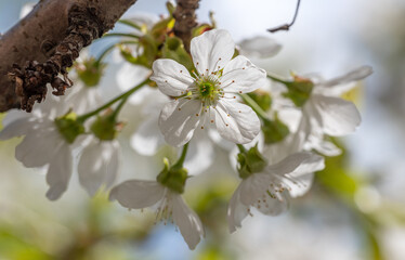 Blooming cherry and cherry trees. Soft focus. Spring colors aromas of nature.