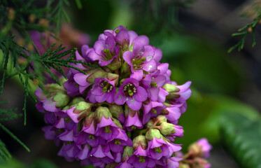 A beautifully flowering bergenia bush. The inflorescence of lilac flowers stands out against the background of large green leaves.