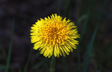 Spring flowers dandelions. Bright and fluffy flowers.