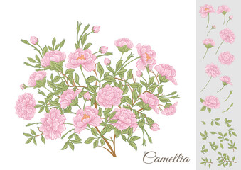 Camellia blossom tree Clip art, set of elements for design Vector illustration. In botanical style Isolated on white background.