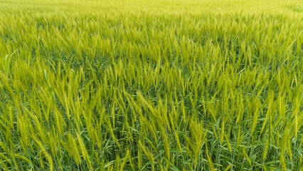 広がる麦畑／コムギ（Triticum）