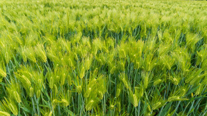 麦畑／オオムギ（Hordeum vulgare）