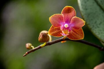 Fototapeta na wymiar Orchideen Phalaenopsis exotische Blüten 